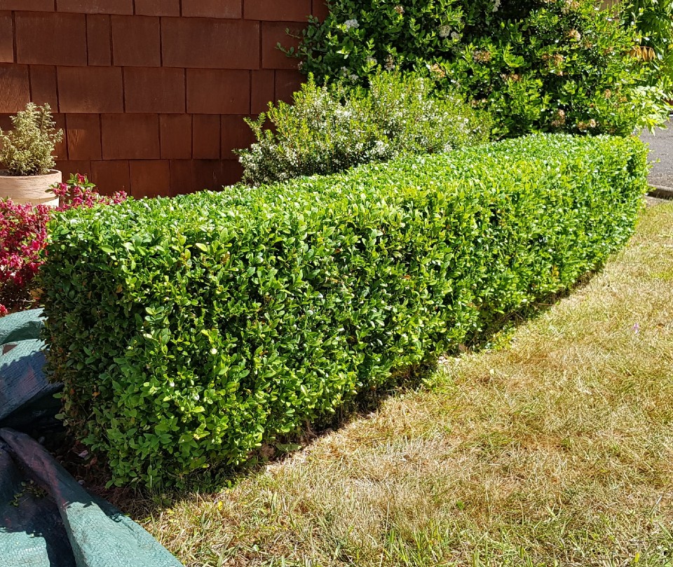 Buxus Hedge Trimming - Lee's Garden Services